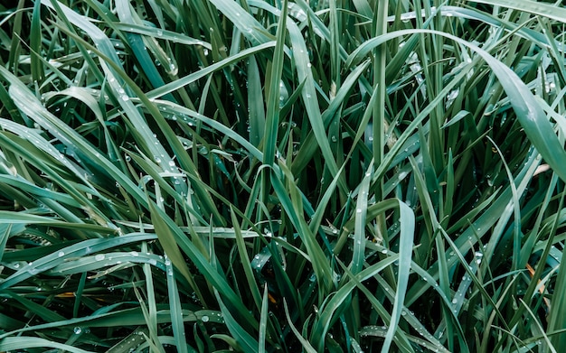 Primo piano dell'erba verde