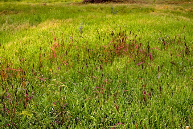 Primo piano dell'erba verde