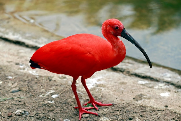 Primo piano dell'ibis scarlatto in riva al lago