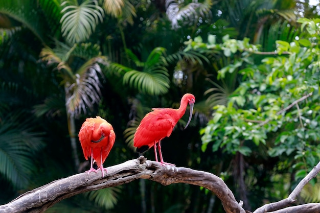 Primo piano dell'ibis scarlatto sul tronco di albero