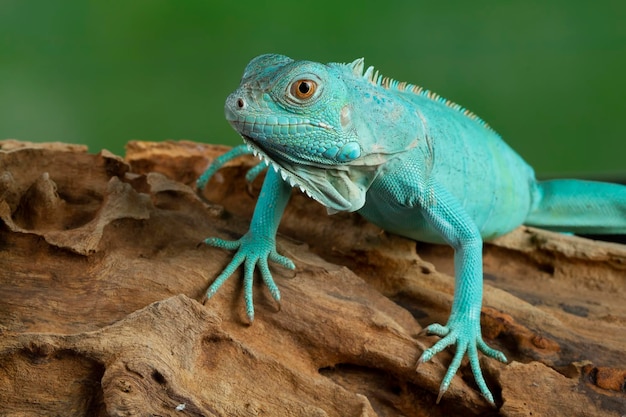 Primo piano dell'iguana blu su legno