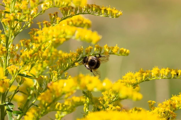 Primo piano dell'infiorescenza gialla in fiore di solidago canadensis