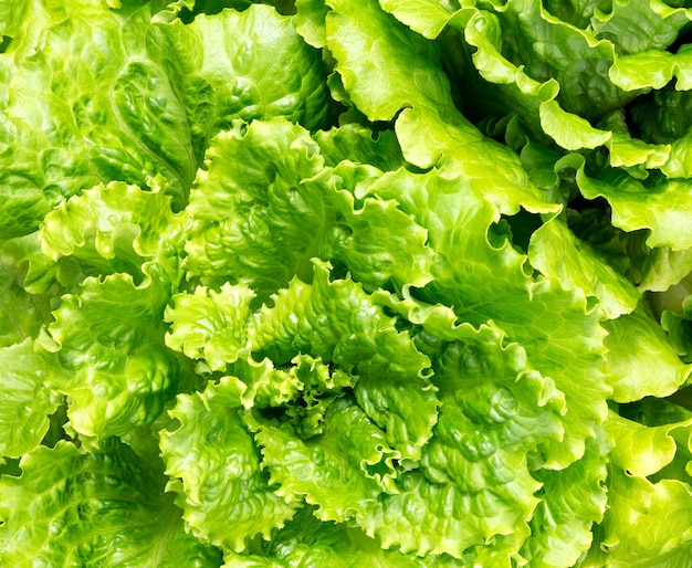 Primo piano dell'insalata di foglia verde della lattuga. Lattuga come trama di sfondo della natura. foglie di lattuga.