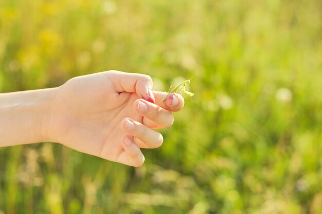 Primo piano dell'insetto della mantide verde nella mano della ragazza.