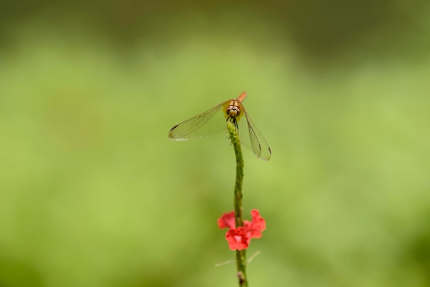 Primo piano dell'insetto sul fiore rosso