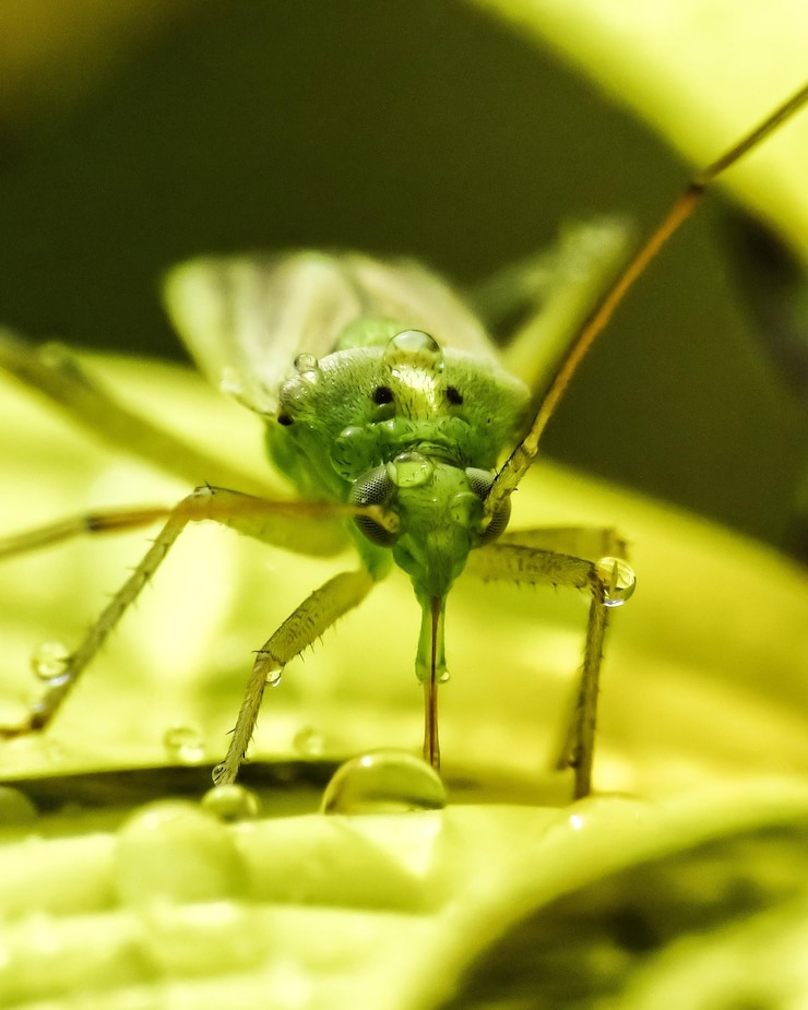 Foto primo piano dell'insetto sulla foglia