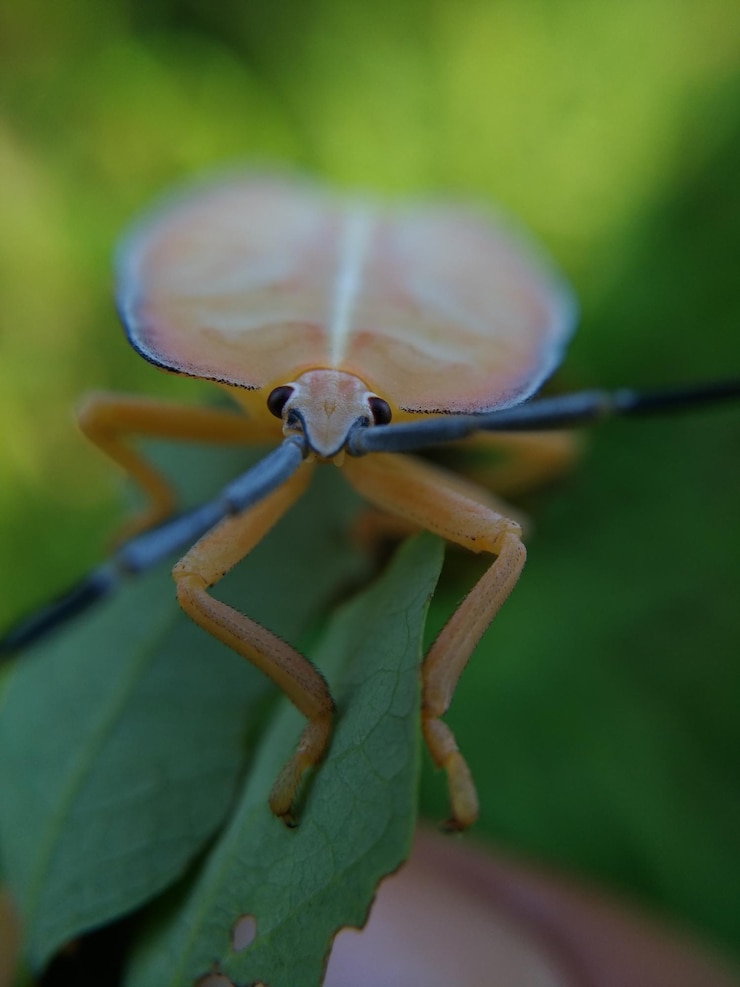 Foto primo piano dell'insetto sulla foglia