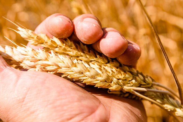 Primo piano dell'orecchio di grano giallo maturo in mano dell'agricoltore