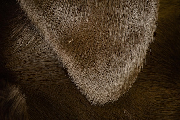 Primo piano dell'orecchio di un cane nero Una foto macro delle orecchie di un labrador retriever Lana ben curata