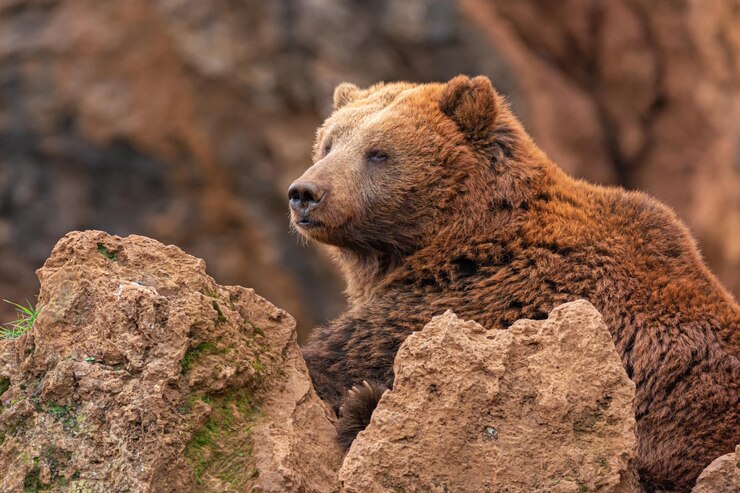 Primo piano dell'orso bruno dietro le rocce.