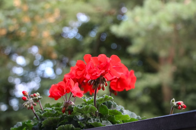 primo piano dell'ortensia rossa in un cachepot di fiori