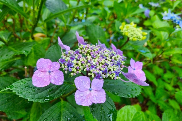 Primo piano dell'ortensia viola nel parco dopo la pioggia