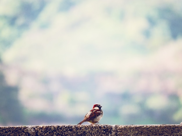 Primo piano dell&#39;uccello del campo