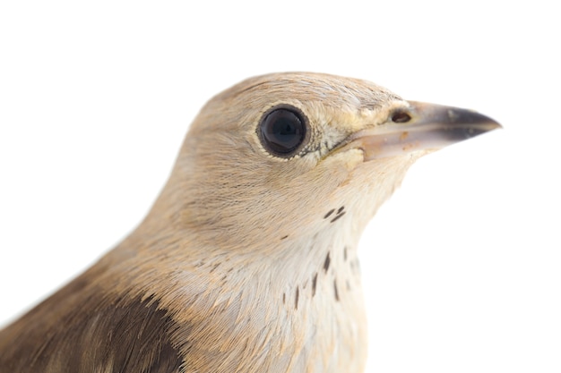 Primo piano dell'uccello dello storno dauriano