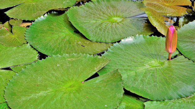 Primo piano della bella pianta di Nymphaea lotus noto anche come giglio d'acqua di loto egiziano ecc