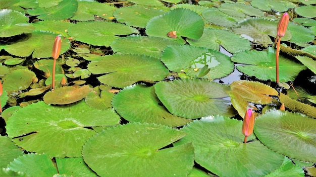 Primo piano della bella pianta di Nymphaea lotus noto anche come giglio d'acqua di loto egiziano ecc