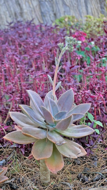 Primo piano della bella pianta ornamentale decorativa Graptopetalum superbum