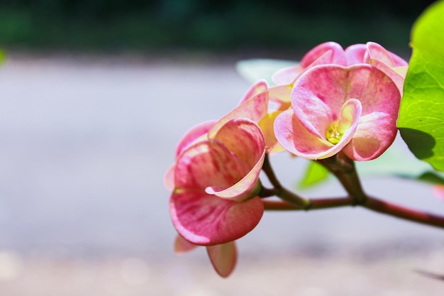 Primo piano della bellissima Euphorbia milii, la corona di spine, chiamata Corona de Cristo