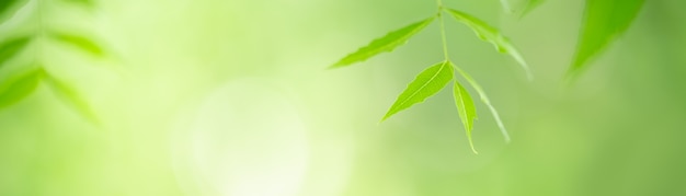 Primo piano della bellissima natura vista foglia verde su sfocato sfondo verde in giardino con copia spazio utilizzando come sfondo