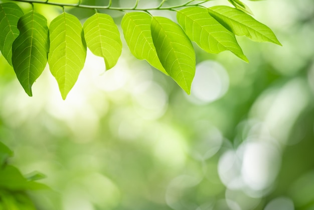 Primo piano della bellissima natura vista foglia verde su sfondo verde sfocato in giardino con spazio di copia utilizzando come sfondo della pagina concepti