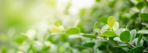 Primo piano della bellissima natura vista foglia verde su sfondo verde sfocato in giardino con spazio di copia utilizzando come sfondo il concetto di copertina