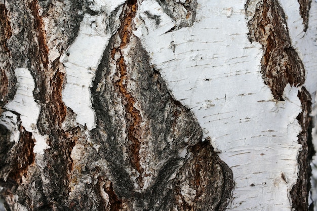 Primo piano della betulla di corteccia con texture