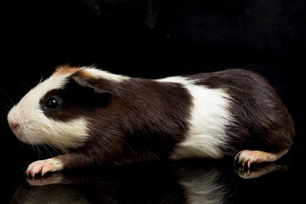 Primo piano della cavia carina