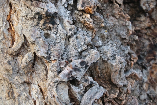 Primo piano della corteccia dell'albero Trama di sfondo legno