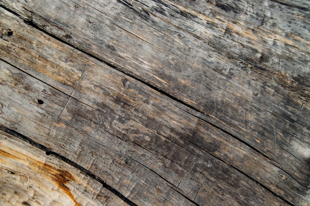 Primo piano della corteccia di albero. Un vecchio albero. La trama di una superficie di legno irregolare e ruvida.