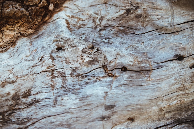 Primo piano della corteccia di albero. Un vecchio albero. La trama di una superficie di legno irregolare e ruvida.