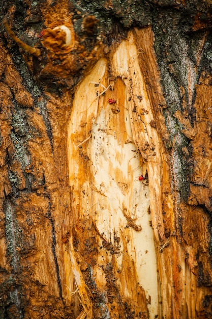 Primo piano della corteccia di un albero di betulla