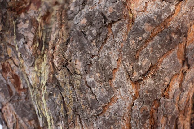 Primo piano della corteccia sul ceppo di albero Vecchio albero di molti anni