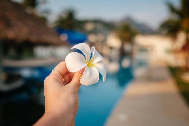 Primo piano della donna sconosciuta che tiene un fiore fragrante del Frangipani nell'idea della piscina e nel concetto di vacanza e di estate