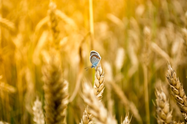 Primo piano della farfalla blu in un campo di grano.