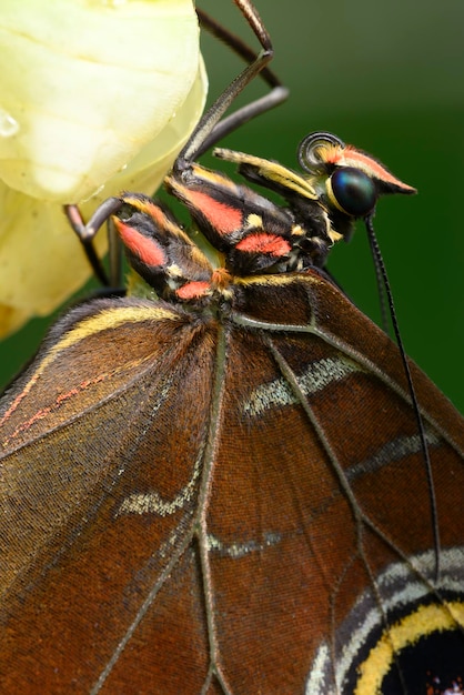 Primo piano della farfalla Morpho che esce dalla crisalide