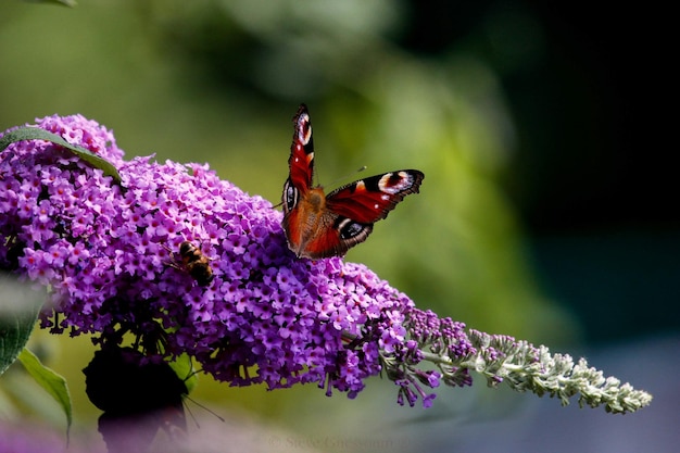 Primo piano della farfalla sul fiore viola