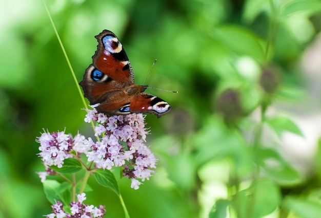 Primo piano della farfalla sul fiore