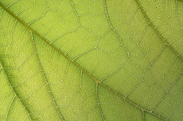 primo piano della fibra di foglia verde per fondo