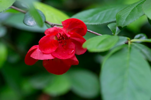 Primo piano della fioritura della mela cotogna giapponese o dell'albero di Chaenomeles japonica fiori rossi su un ramo su uno sfondo sfocato sfondo primaverile ed estivo