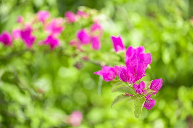 Primo piano della fioritura rosa floreale in fiore naturale su sfondo sfocato Giardino di natura tropicale