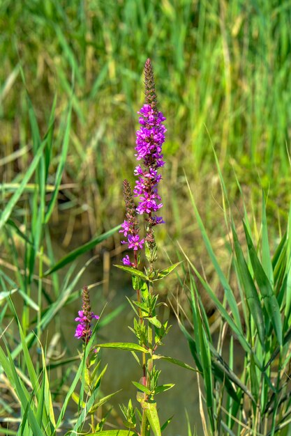 Primo piano della fioritura viola loosestrife