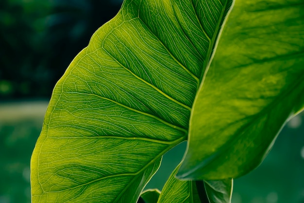 primo piano della foglia tropicale verde