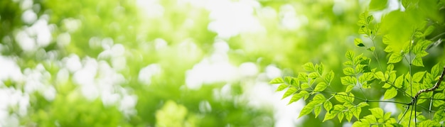 Primo piano della foglia verde della natura su sfondo verde sfocato.