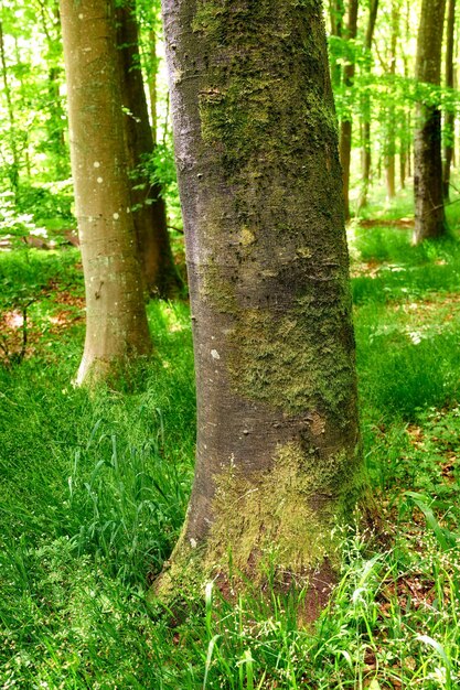 Primo piano della foresta con tronchi d'albero con muschio verde in una giornata estiva all'aperto nella natura Il paesaggio dei boschi con dettagli di piante vivaci arbusti ed erba nei boschi in una mattina di primavera