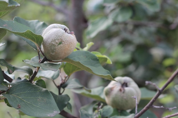 Primo piano della frutta dell'albero di mele cotogne