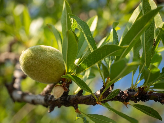 Primo piano della frutta della mandorla su un ramo di albero sull'isola di Evia in Grecia