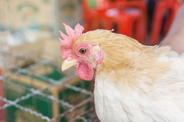 Primo piano della gallina marrone nel fondo dell&#39;iarda di fattoria