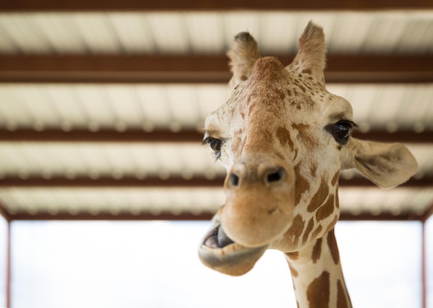 Primo piano della giraffa marrone nello zoo