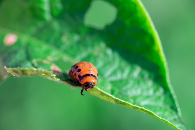 Primo piano della larva dello scarabeo del Colorado sul fogliame della patata in natura