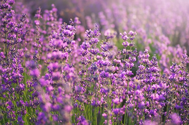 Primo piano della lavanda. Composizione della natura,